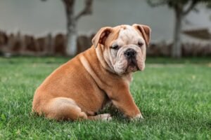 RAÇAS DE CÃES - BULDOGUE INGLES