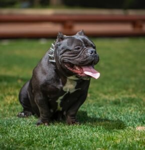 RAÇAS DE CÃES - BULLY