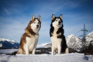 RAÇAS DE CÃES - HUSKY