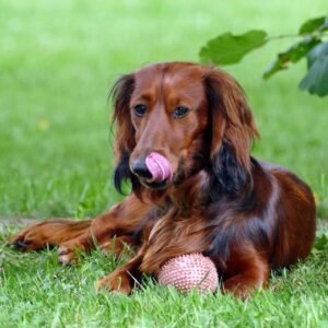 melhores raças de cães DACHSHUND