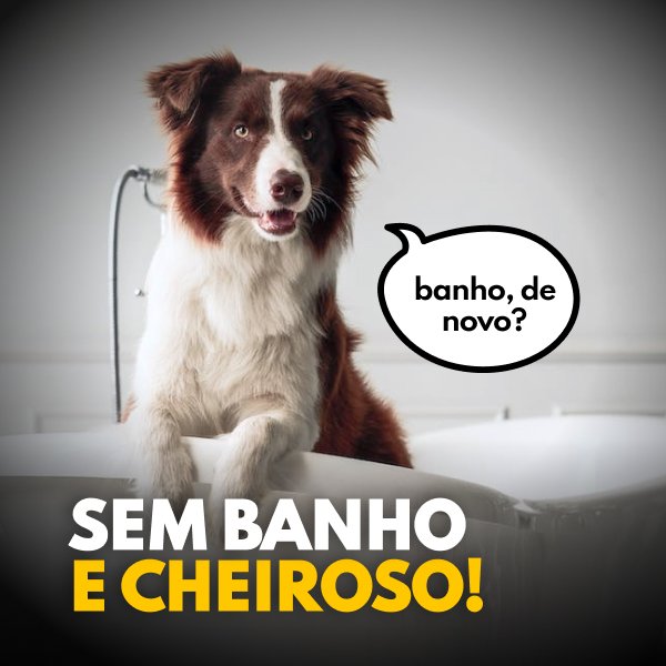 cachorro cheiroso